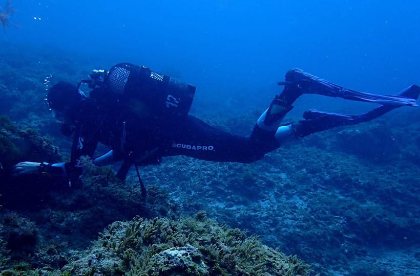 La morena - plongée las galletas