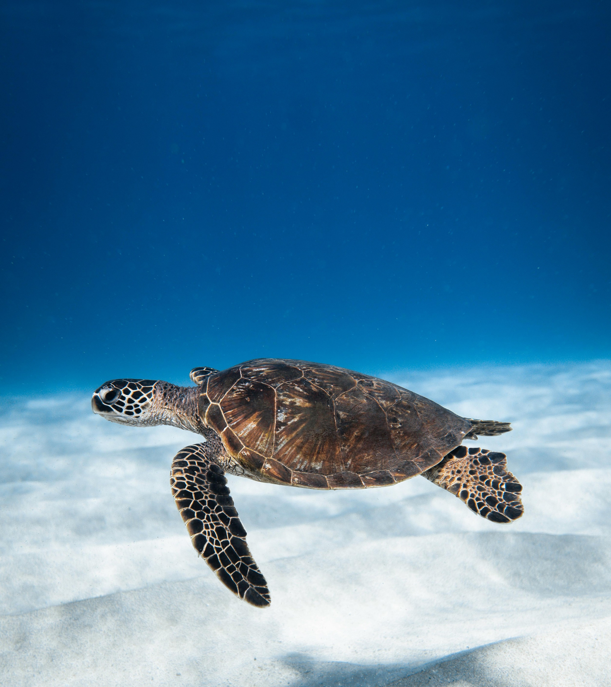 La morena - tortue verte tenerife